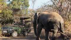 Wildlife Safaris 