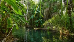 Enjoy a dip at Lorella Springs