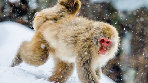 Snow Monkey