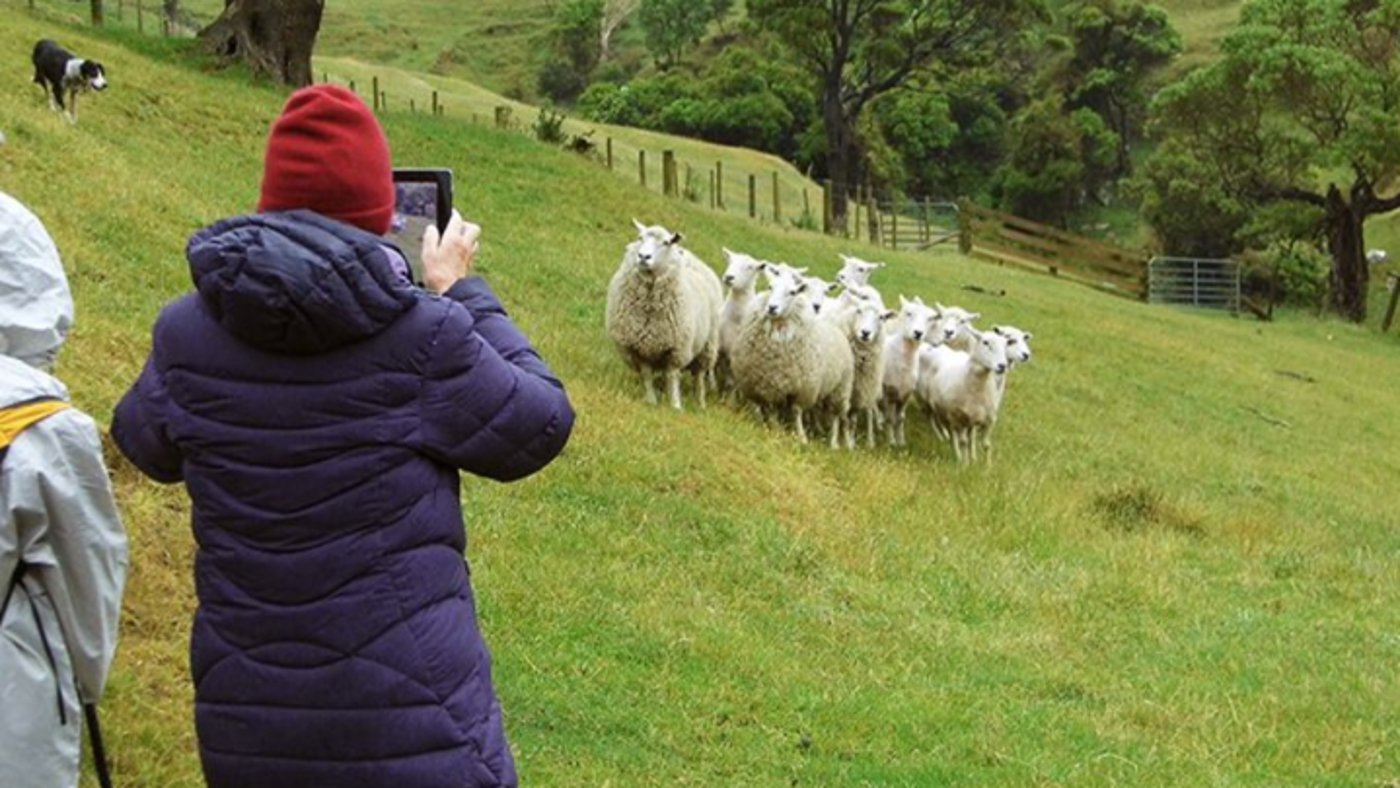Akaroa - Farm land 