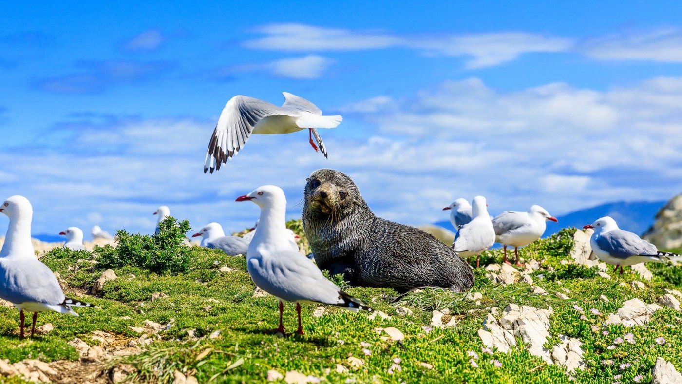 Kaikoura