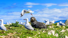 Kaikoura