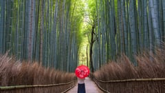 Kyoto Bamboo Forest