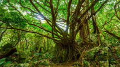 Okinawa, Japan