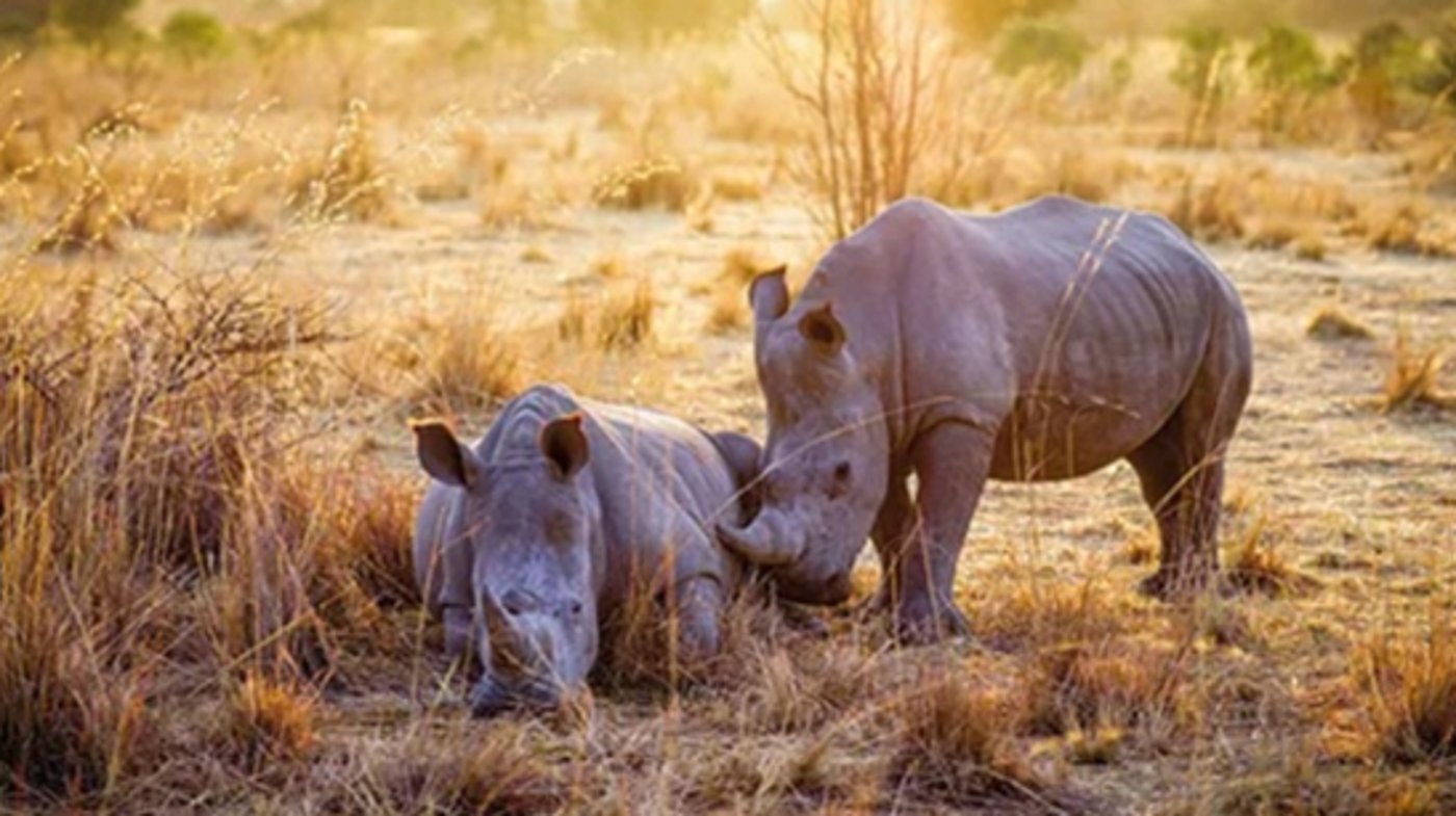Mabula Game Lodge