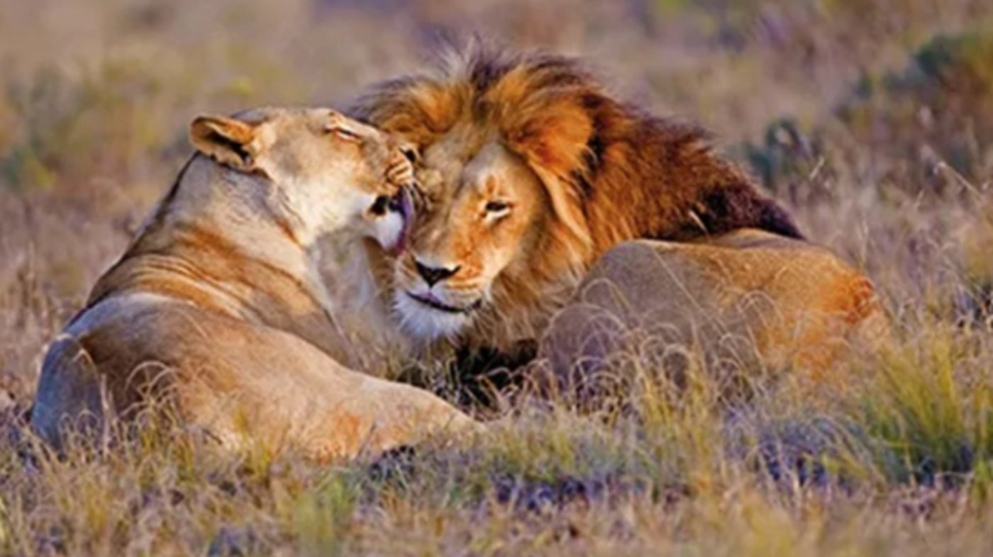 Mabula Game Lodge