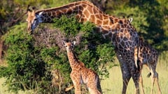 Mabula Game Lodge