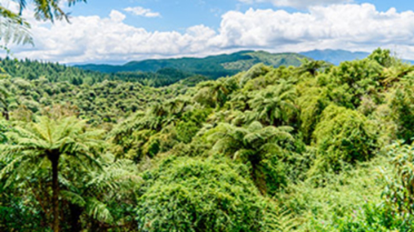Rotorua Forest 