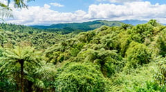 Rotorua Forest 