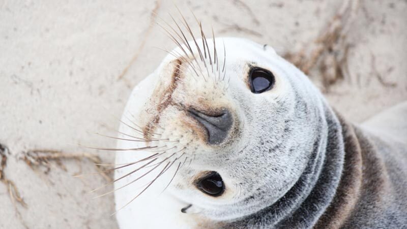 Kangaroo Island