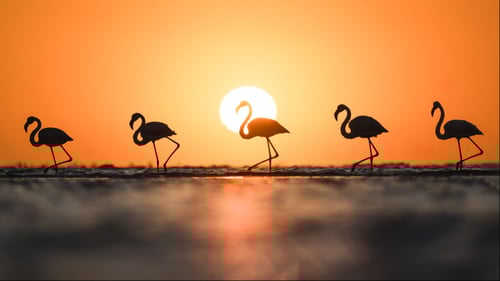 Walvis Bay