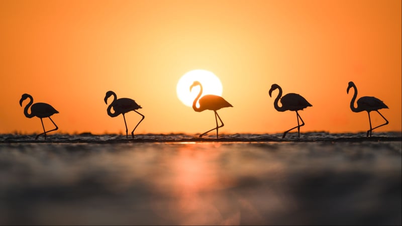 Walvis Bay