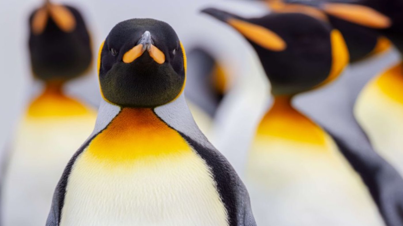 Falkland Islands