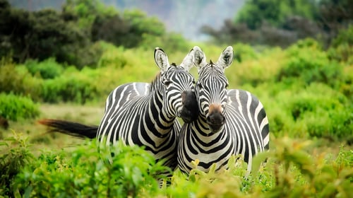 Kenya - Zebra 