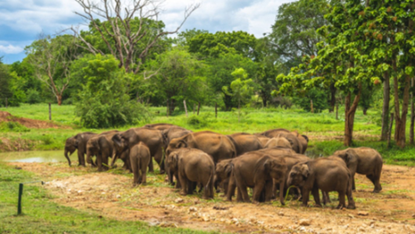 Elephant Transit Home