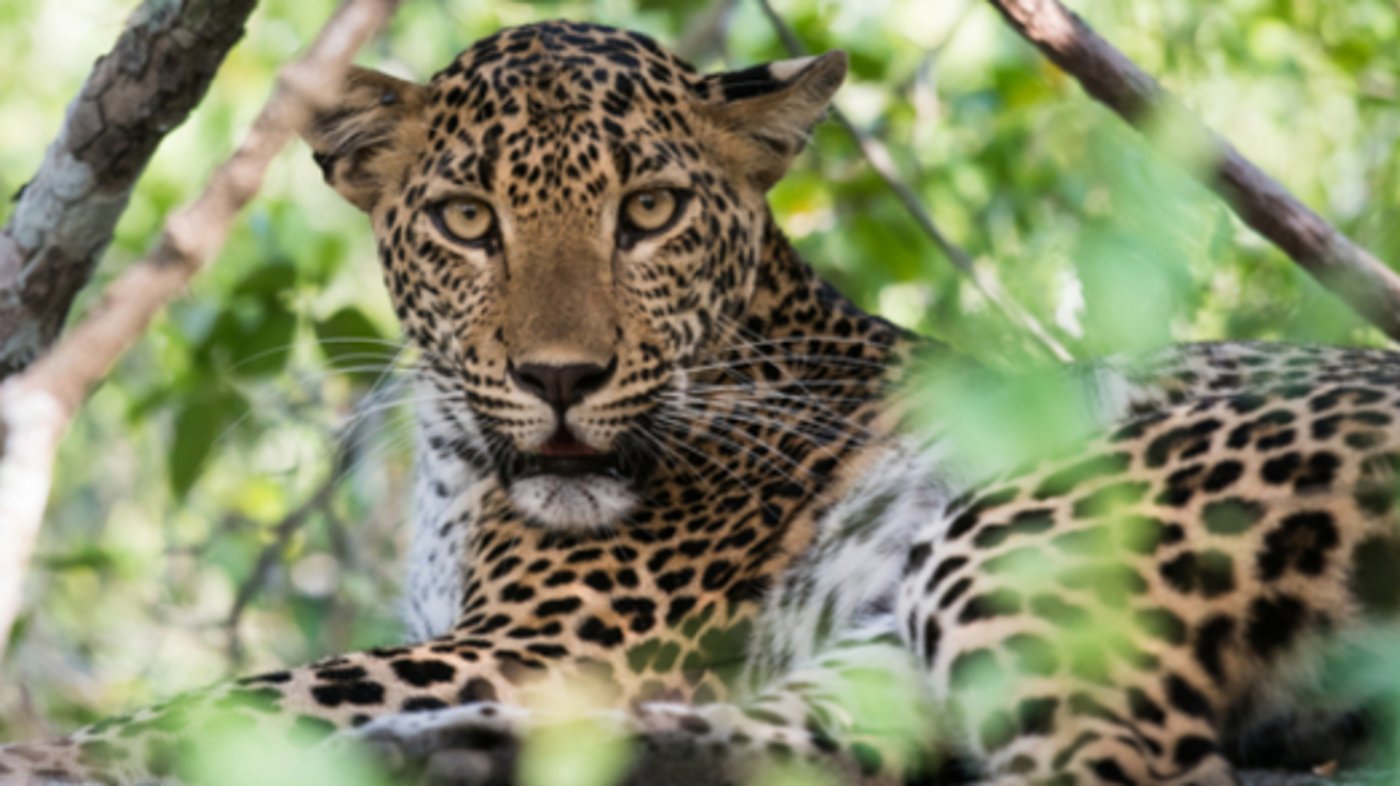 Sri Lankan Leopard - Yala National Park