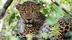 Sri Lankan Leopard - Yala National Park