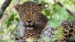 Sri Lankan Leopard