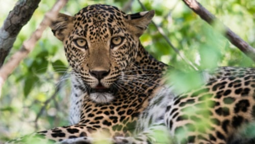 Sri Lankan Leopard