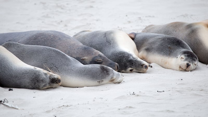 Kangaroo Island Seals