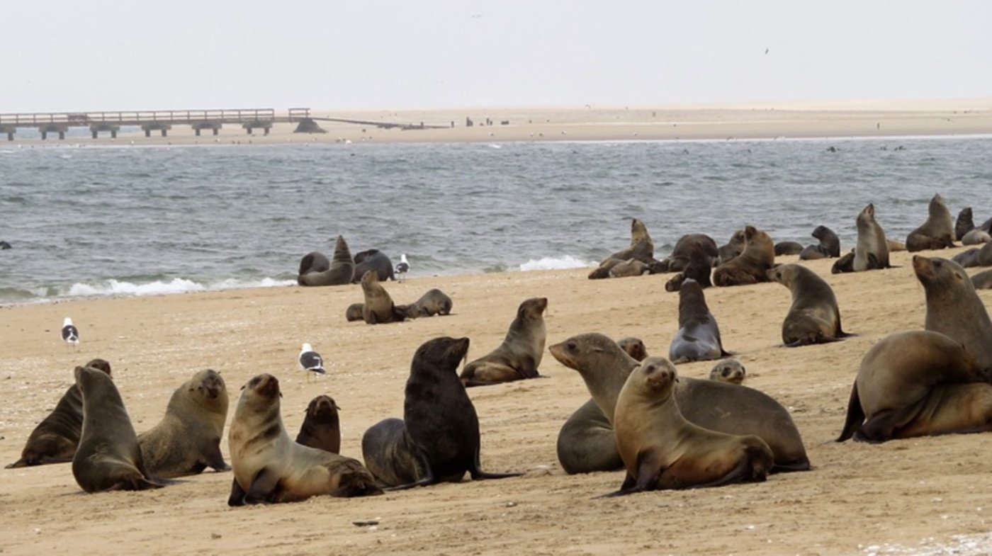 Walvis Bay, Namibia - Seal Colony 