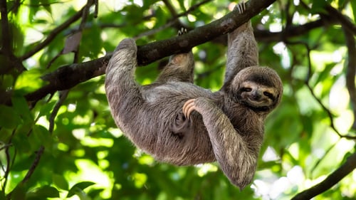 Wildlife of Costa Rica