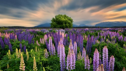 NZ - Lupin Field 
