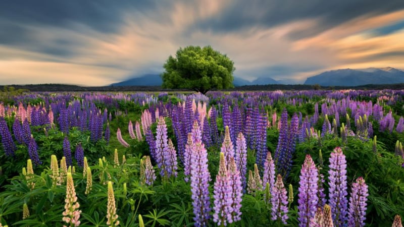 NZ - Lupin Field 