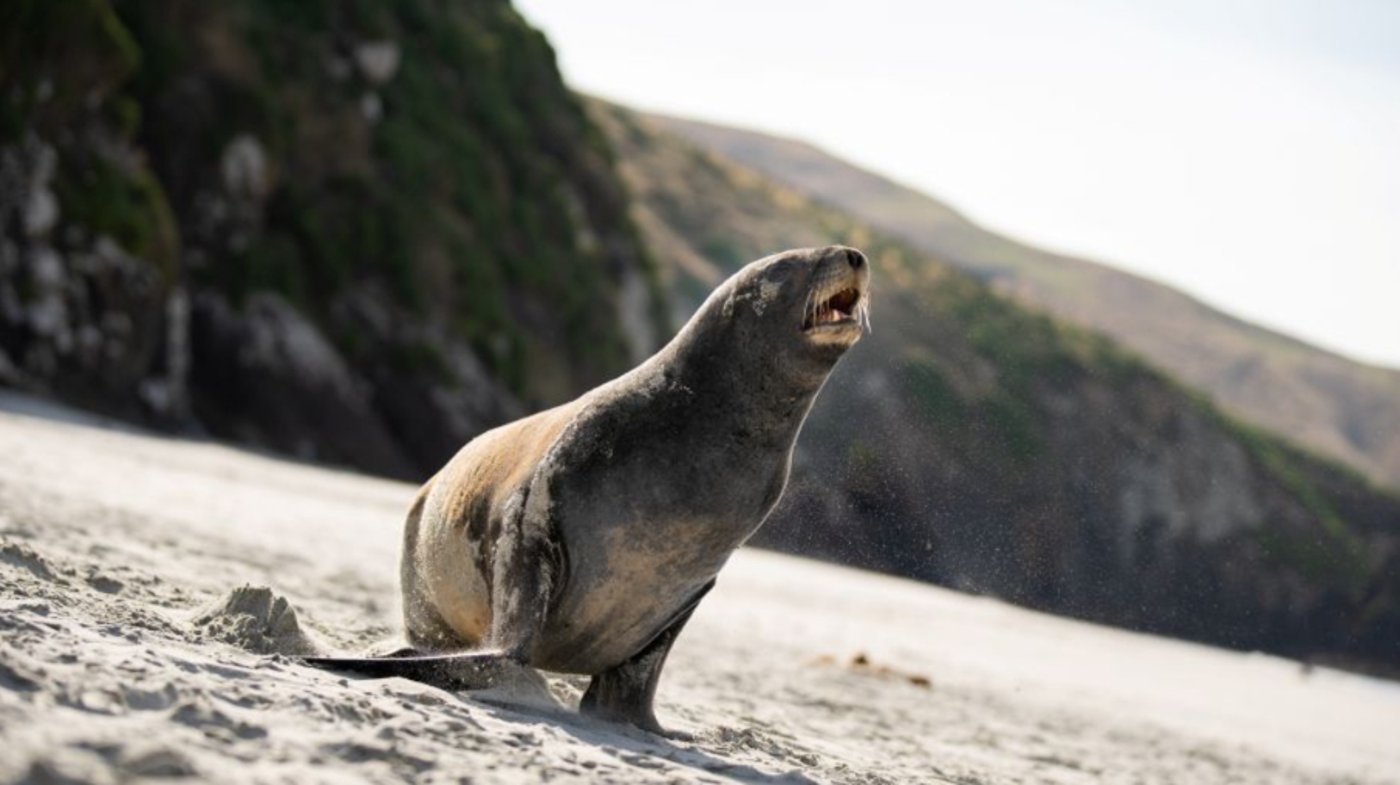 Sea Lion, Dunedin, NZ 