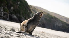 Sea Lion, Dunedin, NZ 