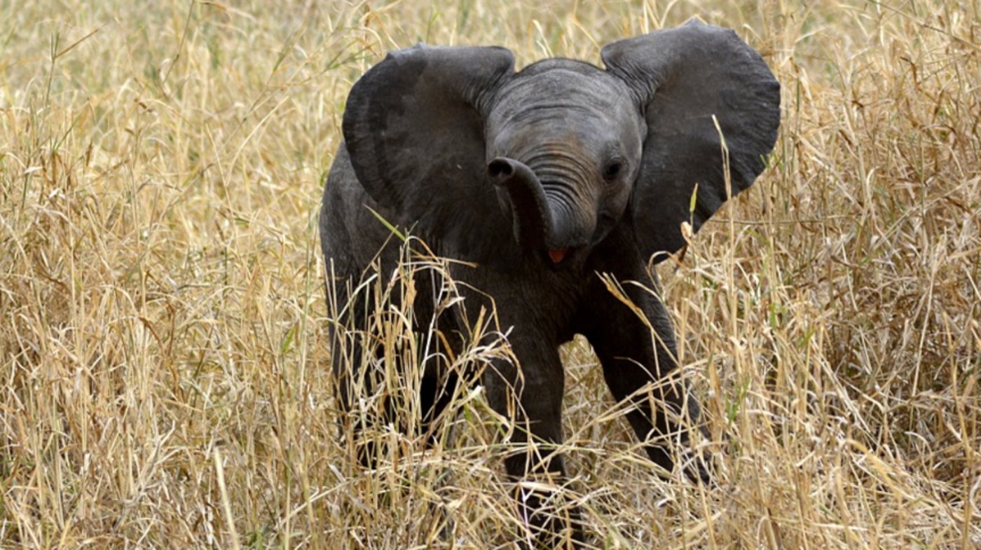Amboseli - National Park - Elephant Calf 