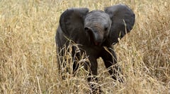 Amboseli - National Park - Elephant Calf 
