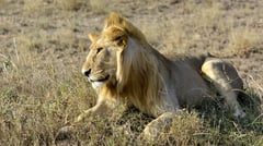 Amboseli - National Park - Lion