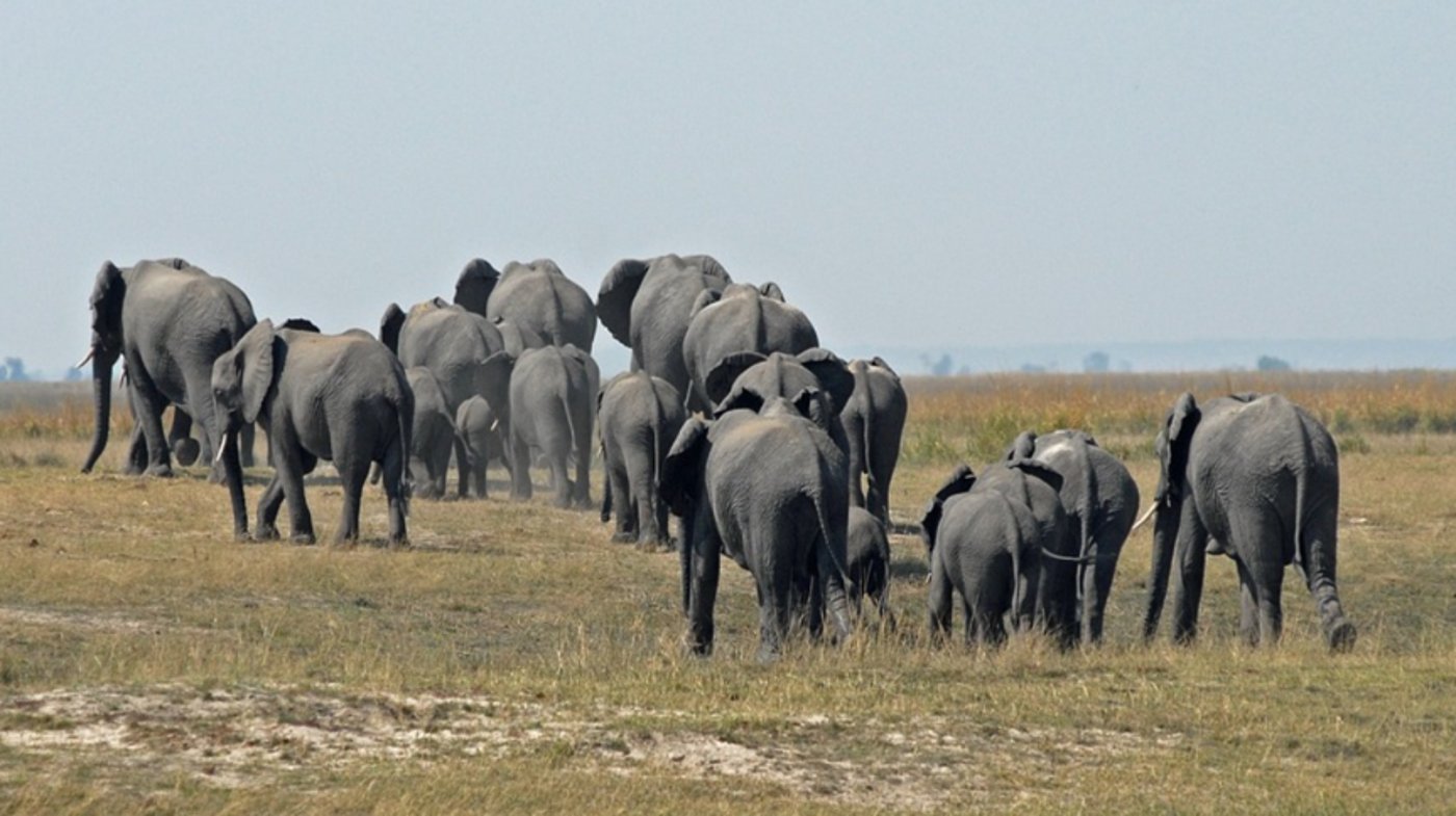 Botswana - Chobe National Park - Elephant Herd 