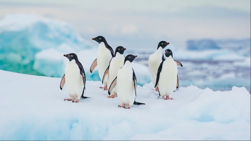 Antarctica