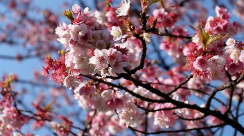 Sakura Cherry Blossoms 