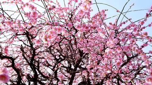 Plum Blossoms 