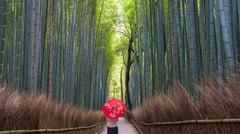Kyoto - Bamboo Forest - Japan