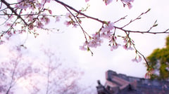 Kyoto City 