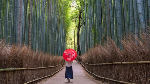 Japan - Kyoto - Bamboo Forest 