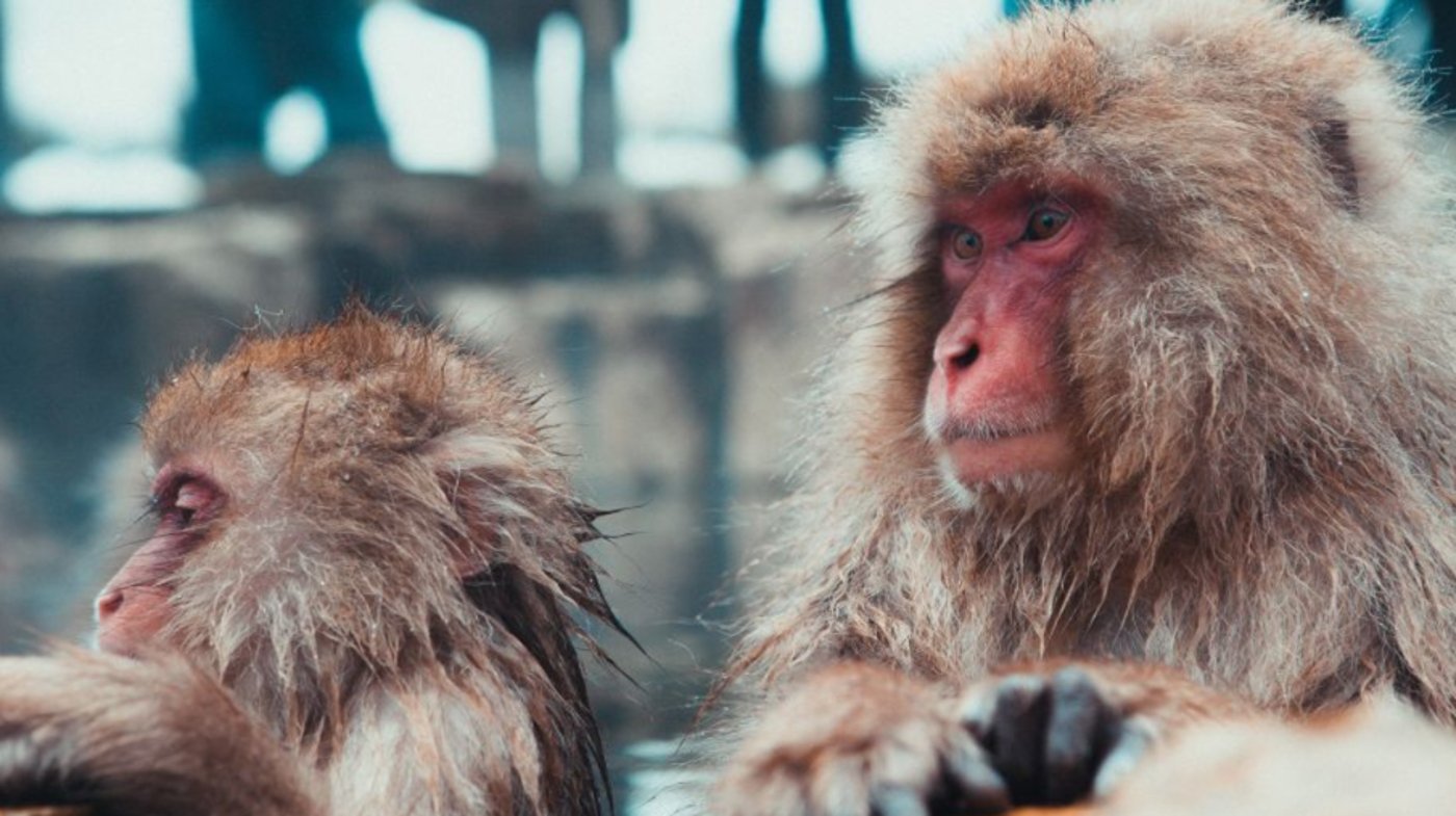 Snow Monkeys 