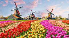 Keukenhof Gardens - Optional Experience