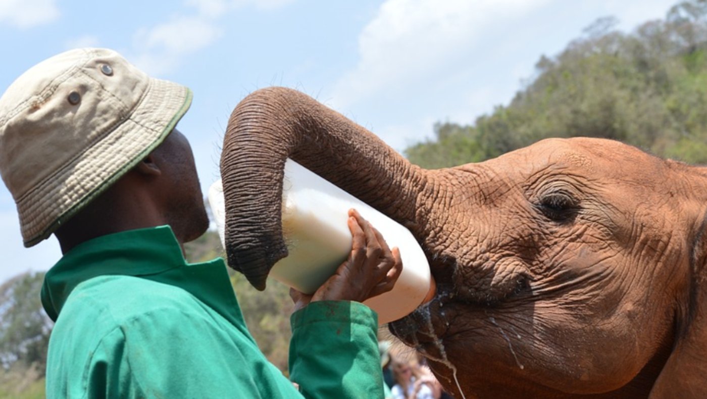 Nairobi - David Sheldrick - Trust Elephant Feeding 