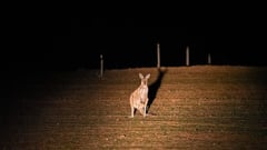 Nocturnal Tour - Murray Princess 