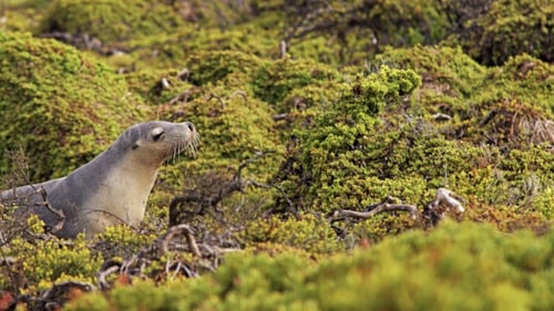Kangaroo Island - Sealion 