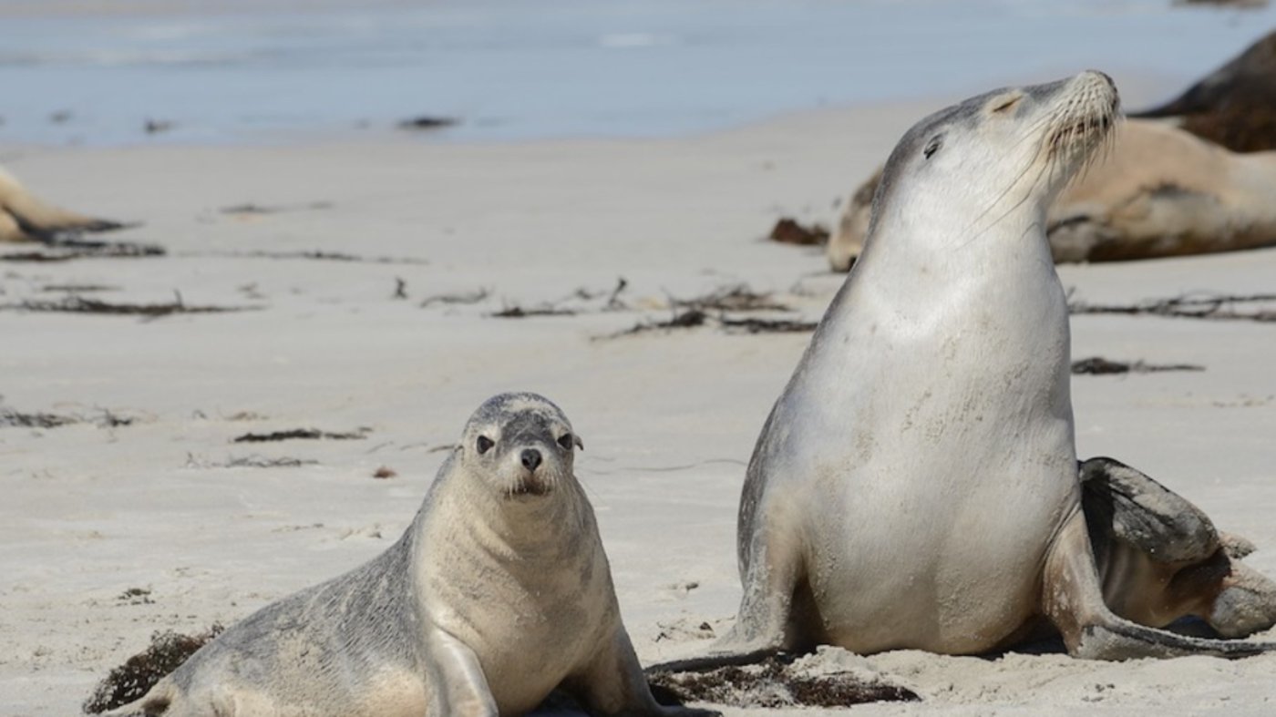 Kangaroo Island Seals 