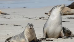 Kangaroo Island Seals 
