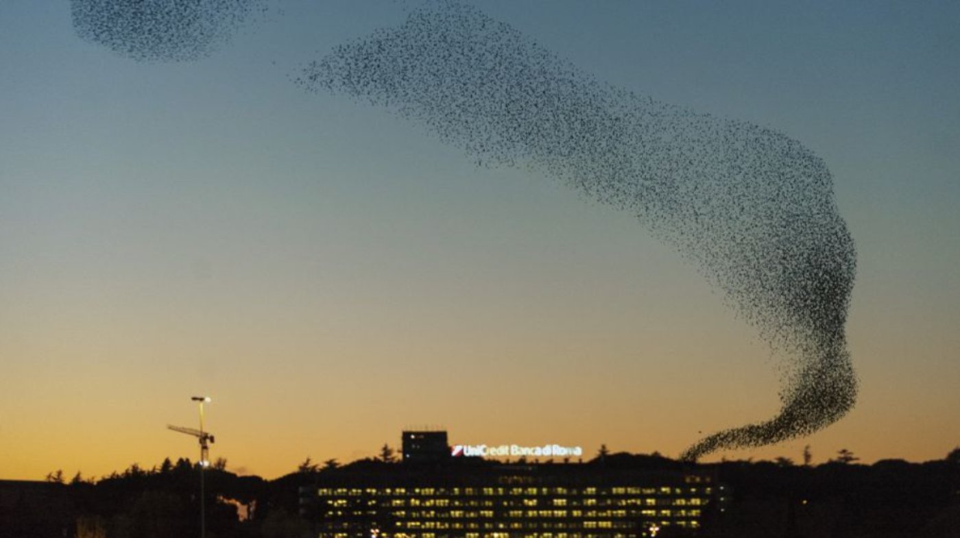 Italy - Rome - Starlings 