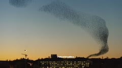 Italy - Rome - Starlings 