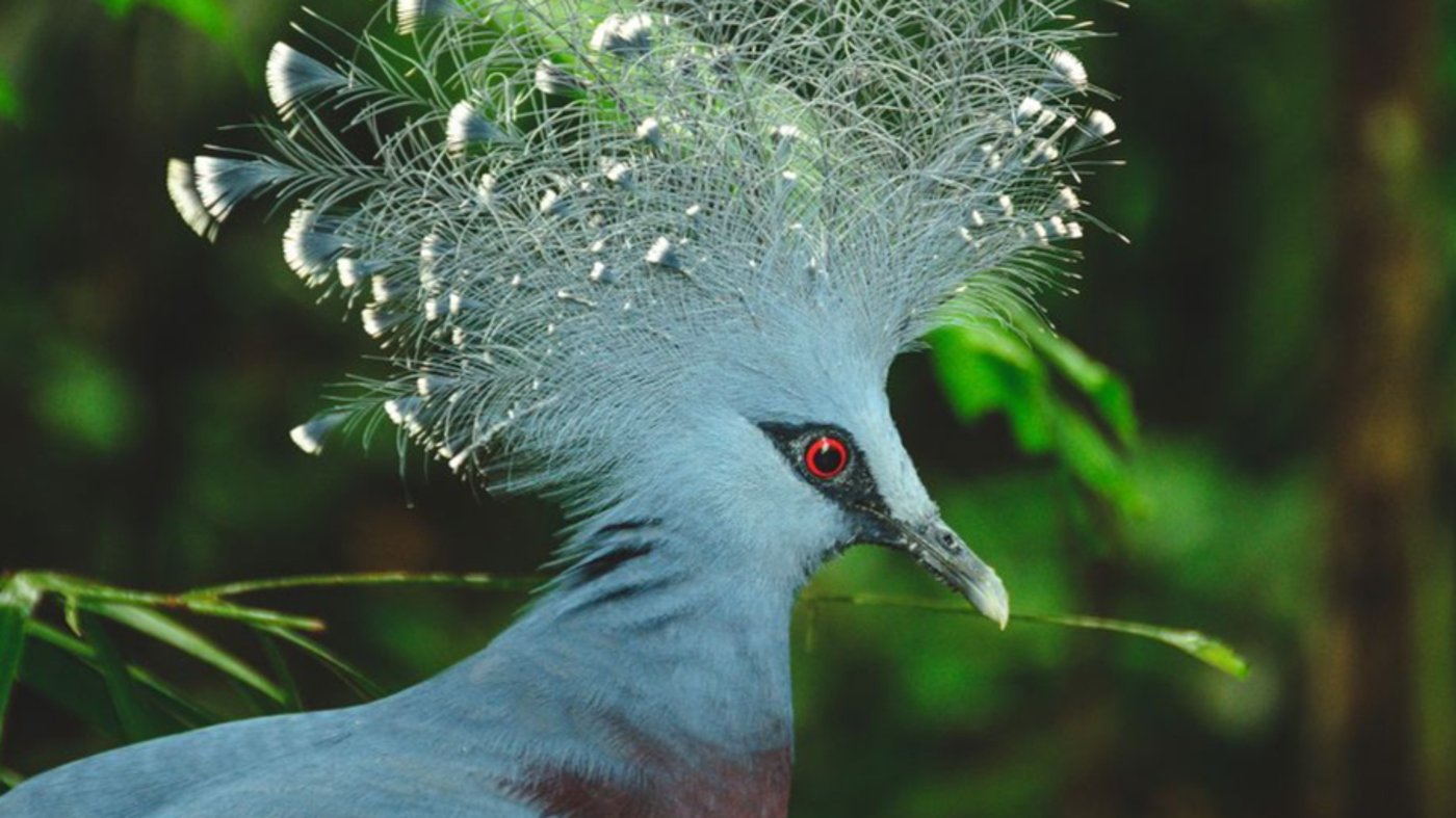 Papua-New-Guinea Bird 
